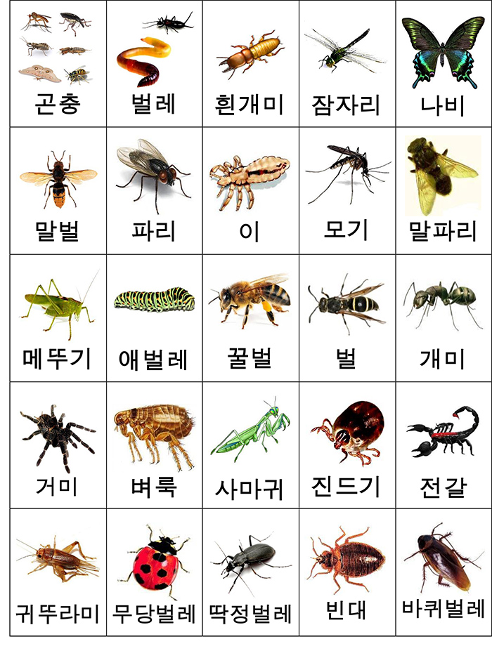 лексика насекомые карточки-1